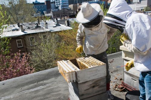 La apicultura llega a la ciudad: lo que debes saber