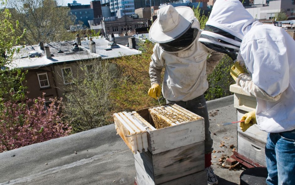 La apicultura llega a la ciudad: lo que debes saber